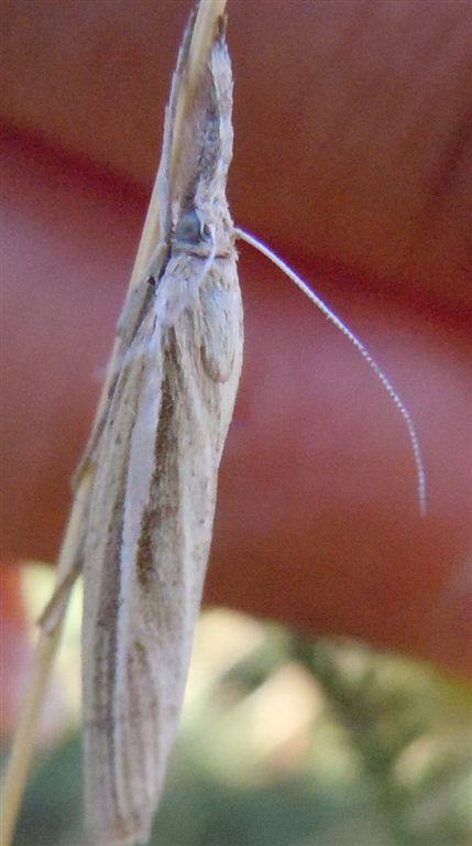 Agriphila?